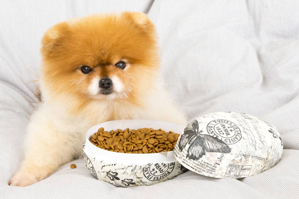 Dry vs. wet food – How to choose the best for your pet